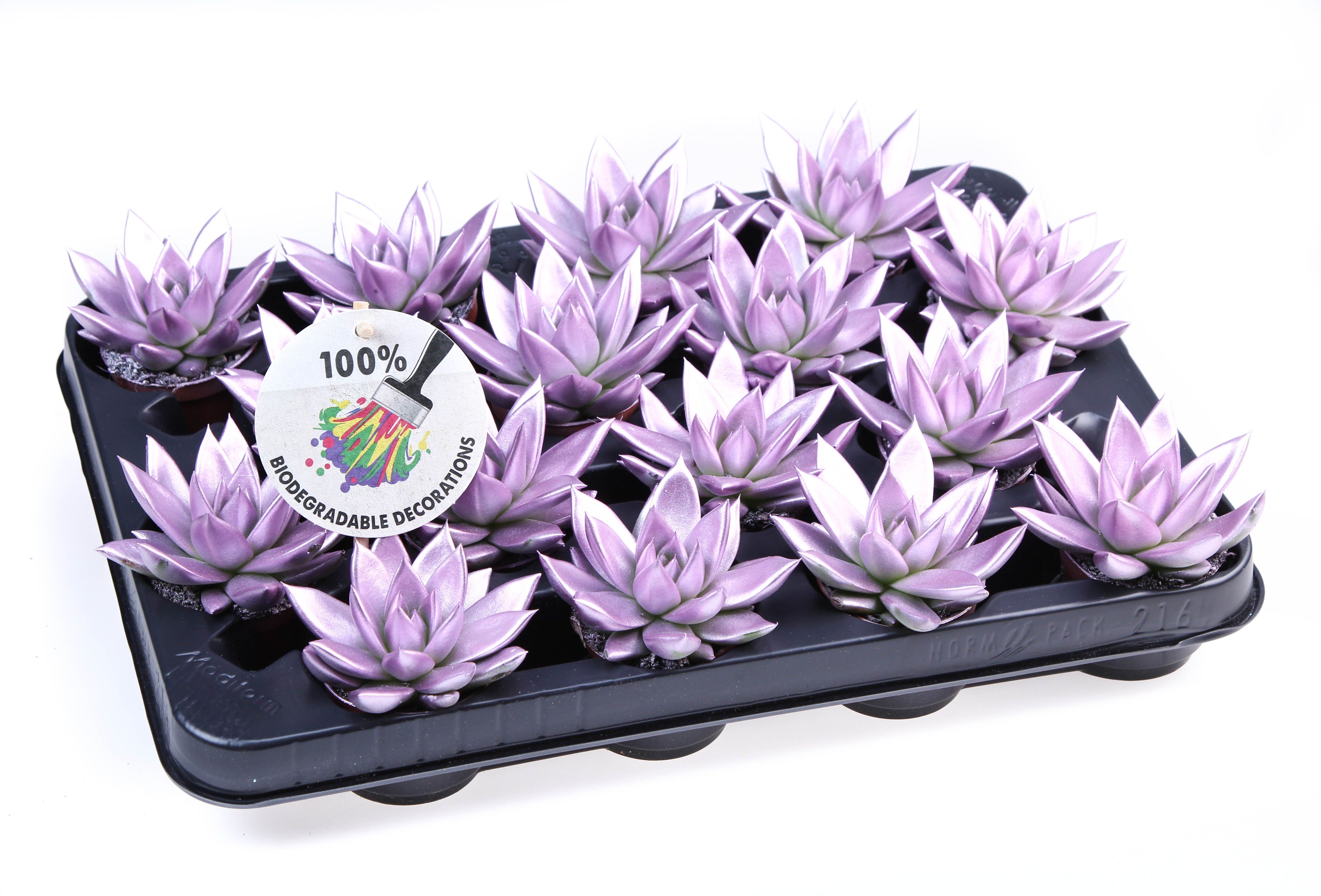 Rainbow Metallic pink, D 6,5