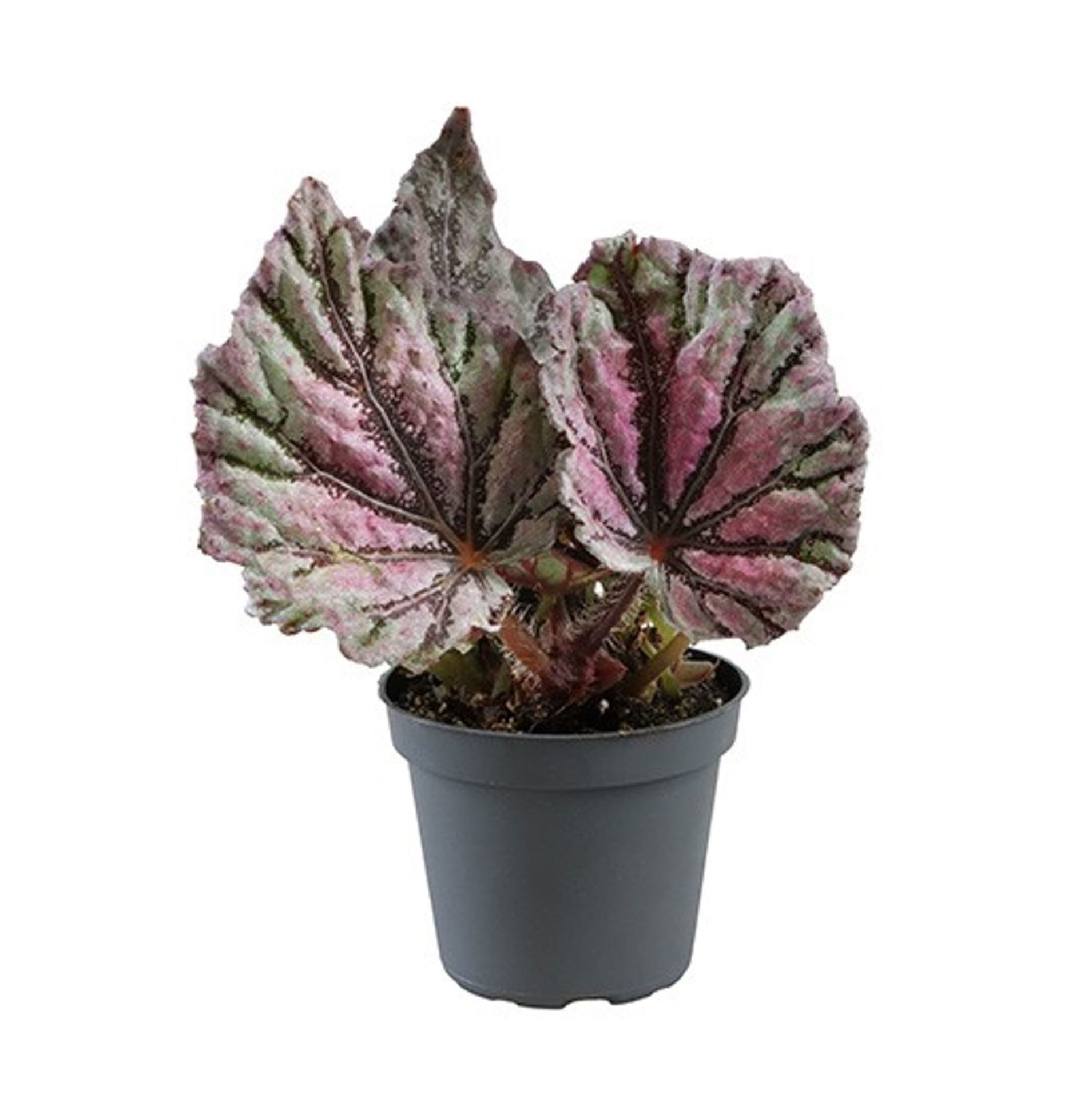 Begonia Rex Dew Drop, D 6