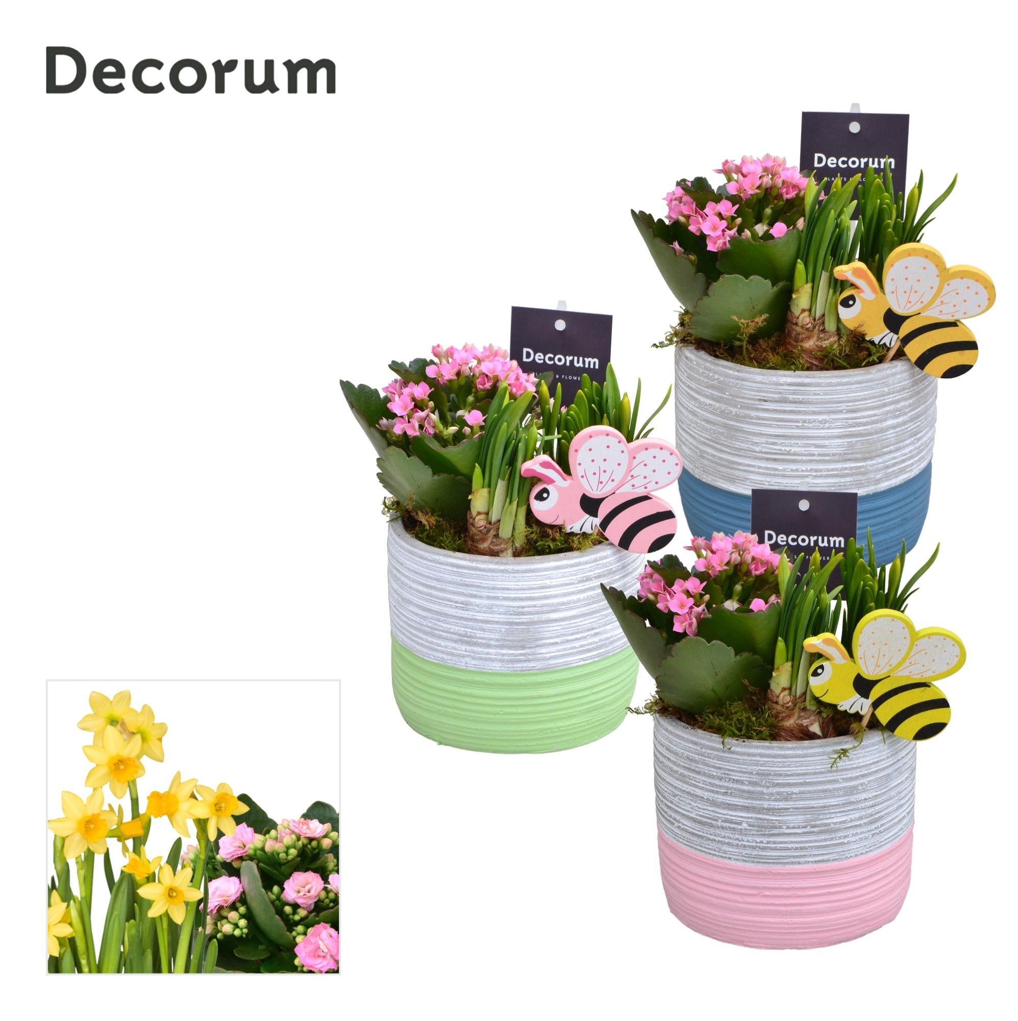 Calandiva & Narcis Pastel Maxi GM HL29487, D 13