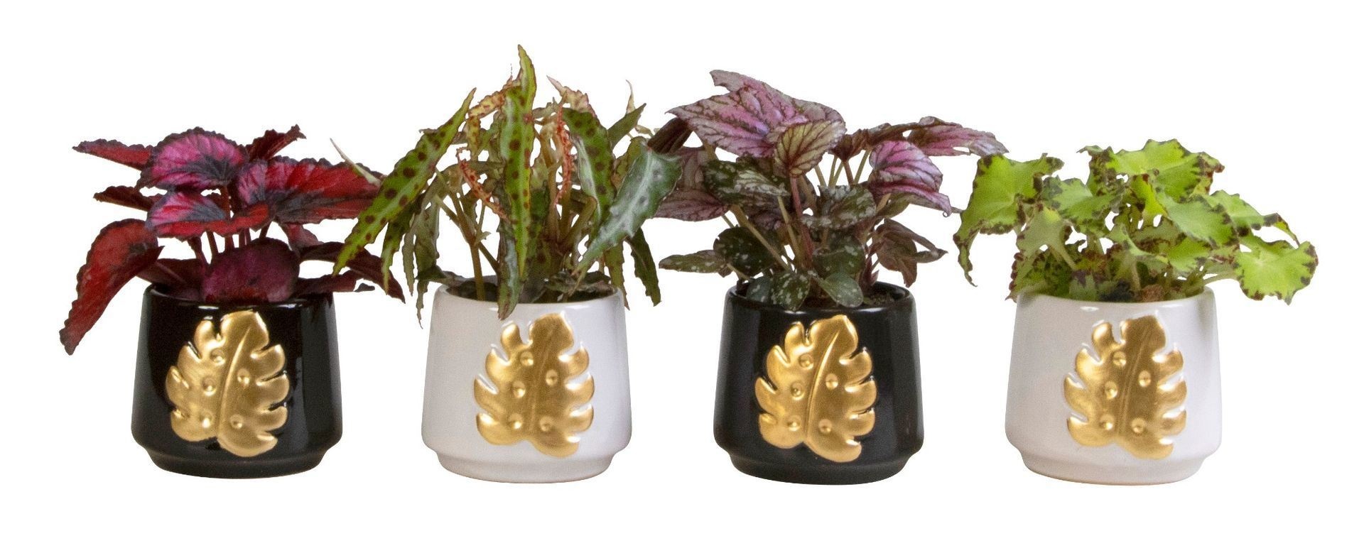 L 66159 With Begonia Mix 6 cm, D 6