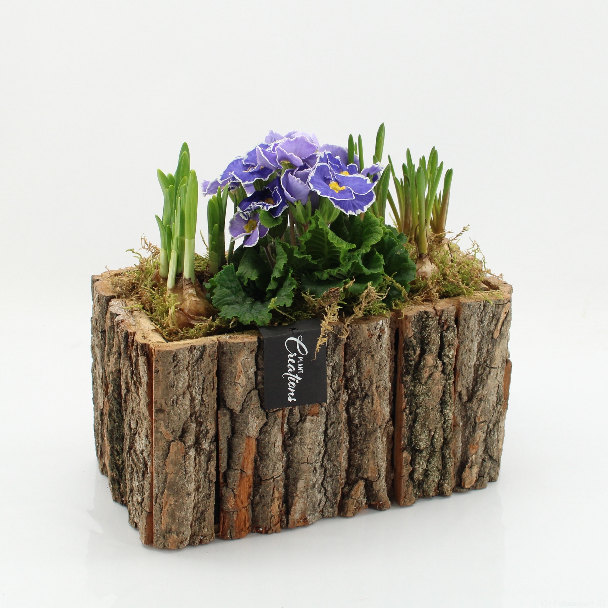 PMCR-2628 Primula creations, D 26