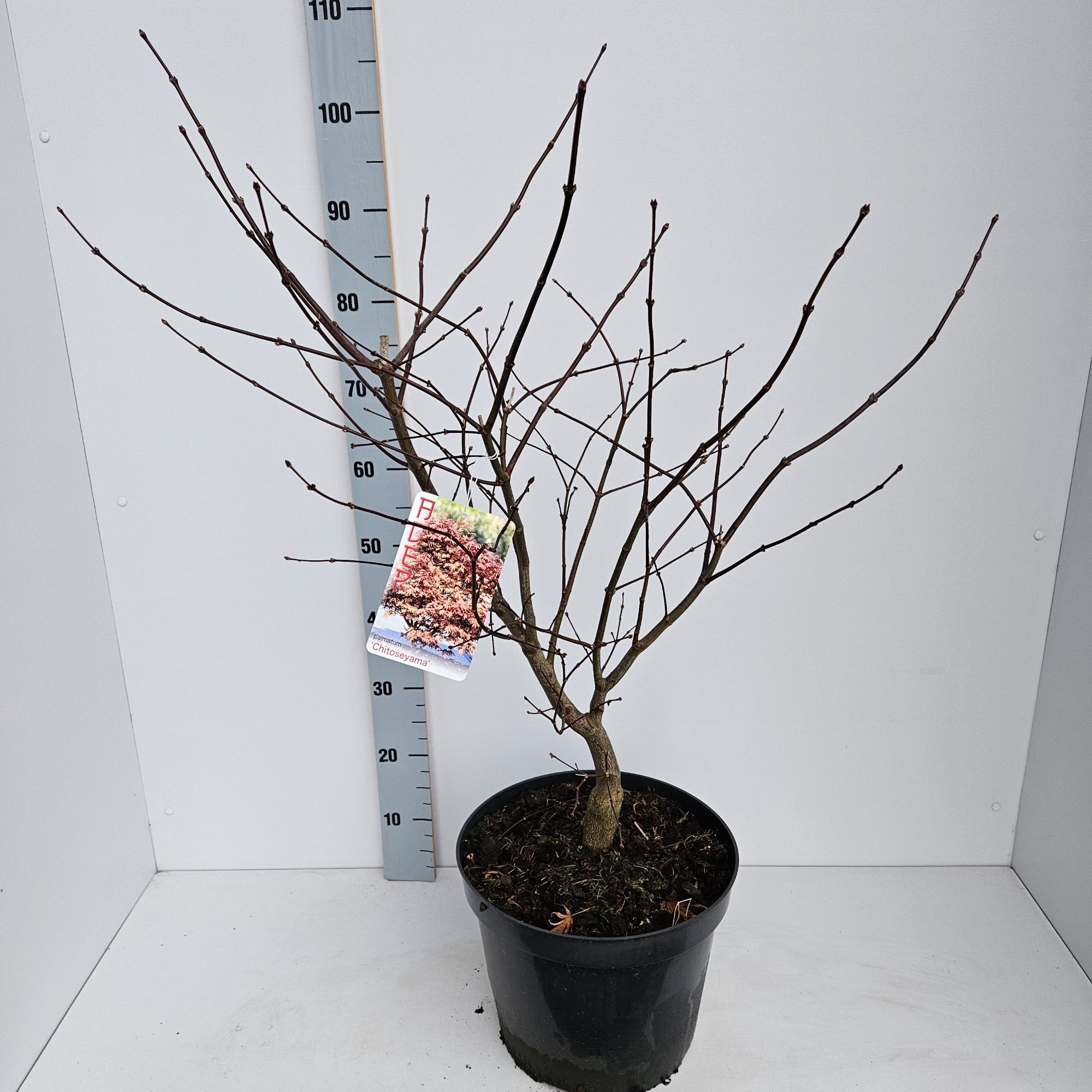 Acer palmatum 'Chitoseyama', D 31