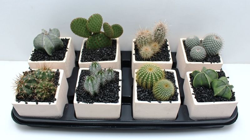 Cactus 10,5 cm Keramiek, D 10,5