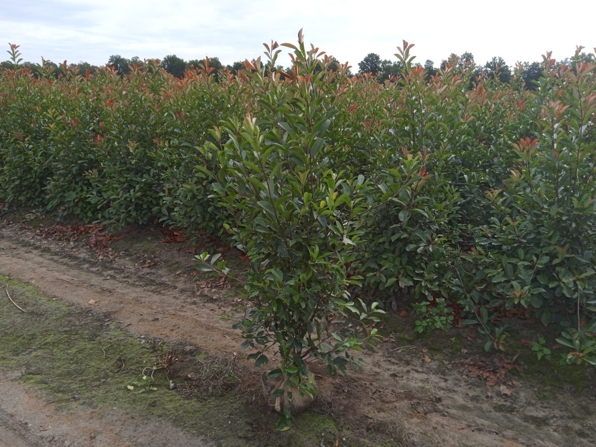 Photinia fraseri 'Red robin', D 25