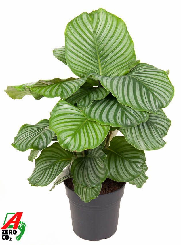 Calathea Orbifolia, D 24