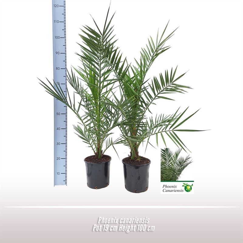 Phoenix canariensis, D 19