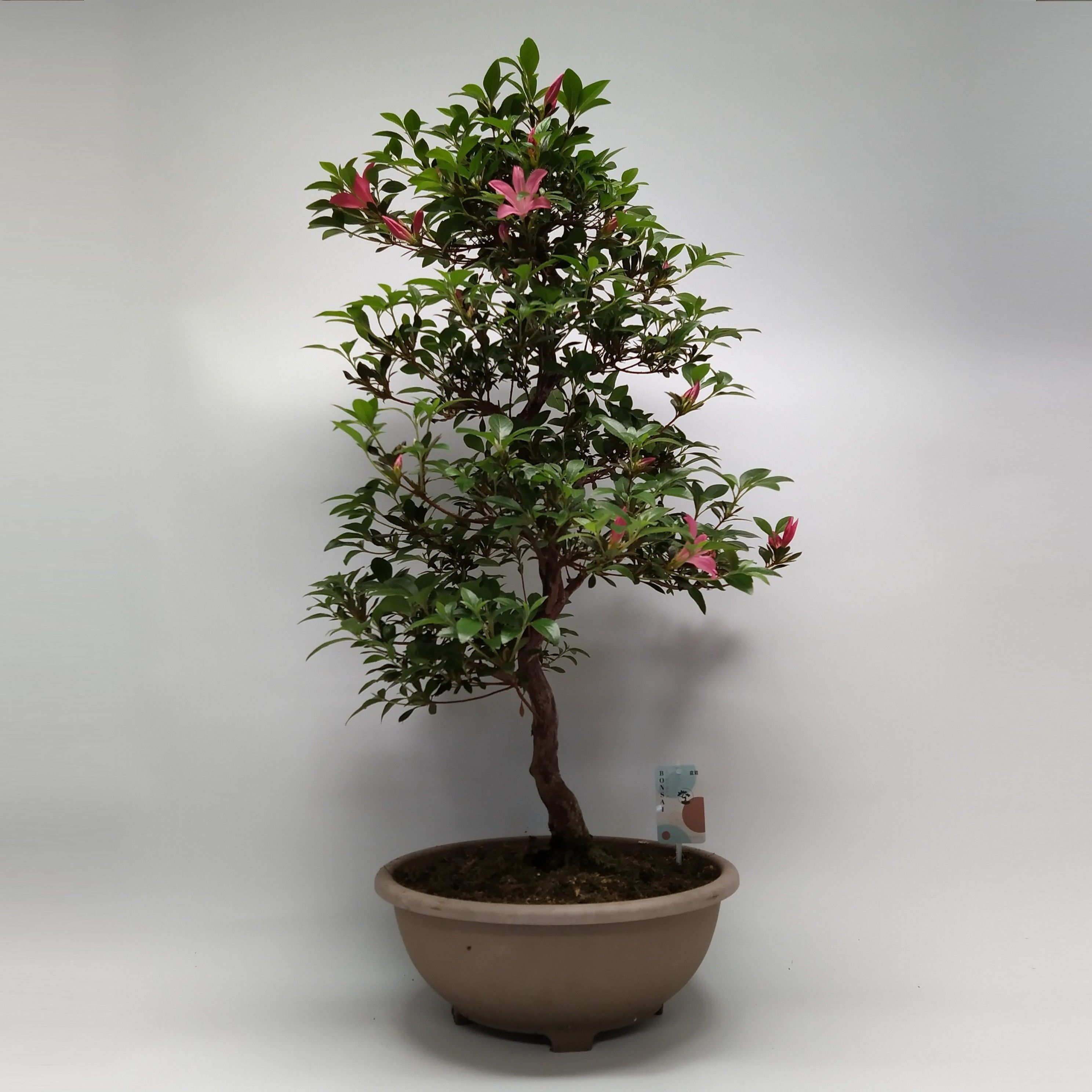 Satsuki Azalea 'A12' 30 cm (herkomst: Japan), D 30