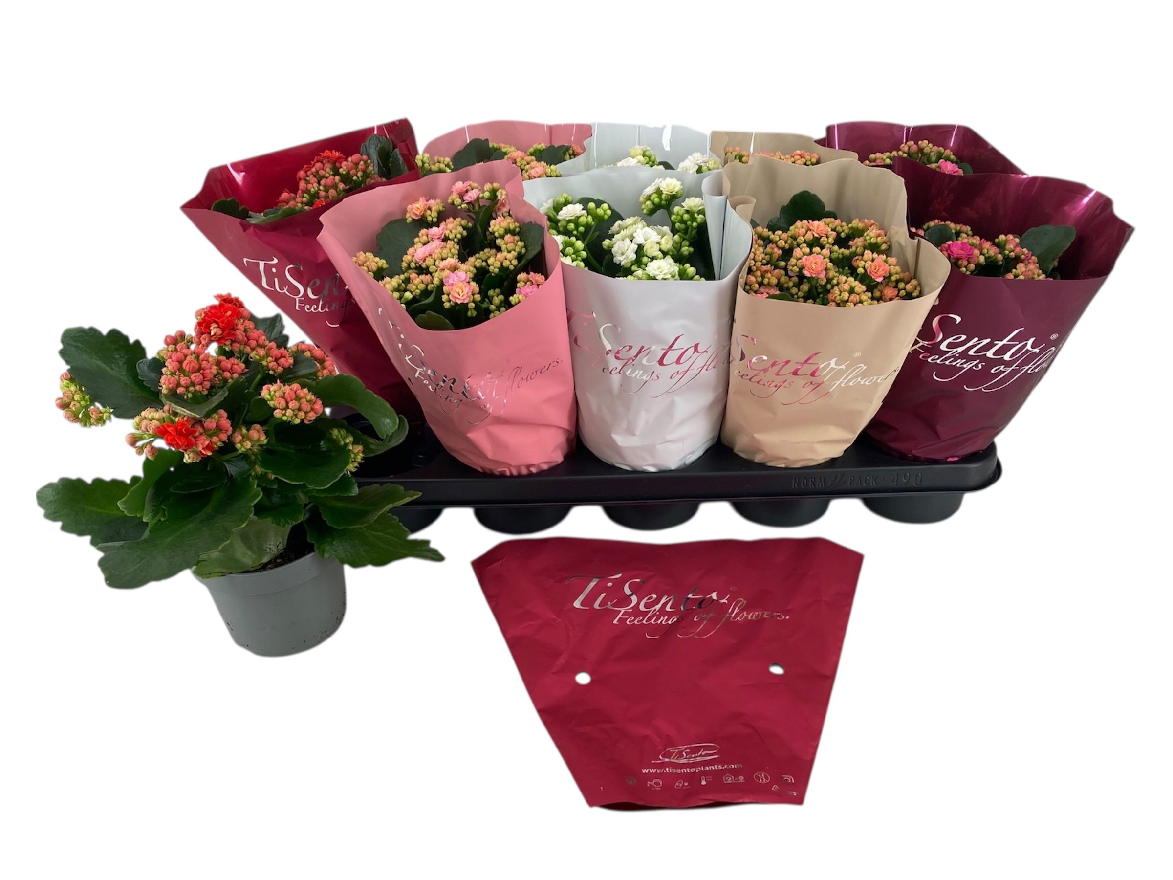 Calandiva 12 cm mix in Sierhoes, D 12