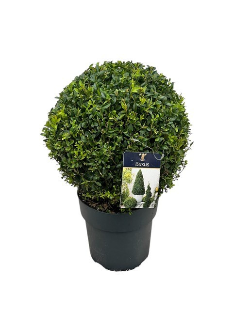 Buxus semp. Bol 25-30 cm c5/p23, D 23