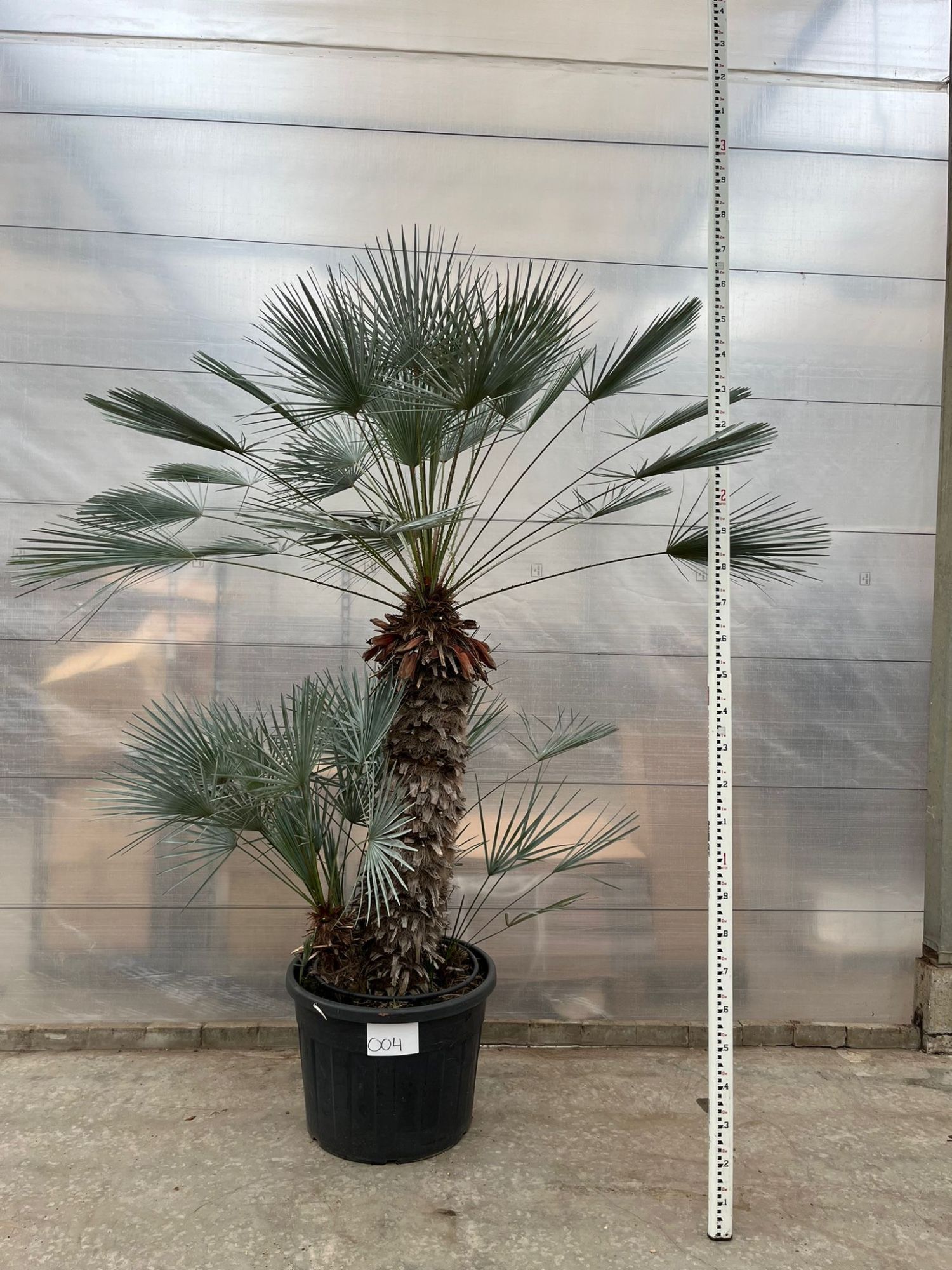 Chamaerops Humilis Cerifera 004 - 260cm, D 60