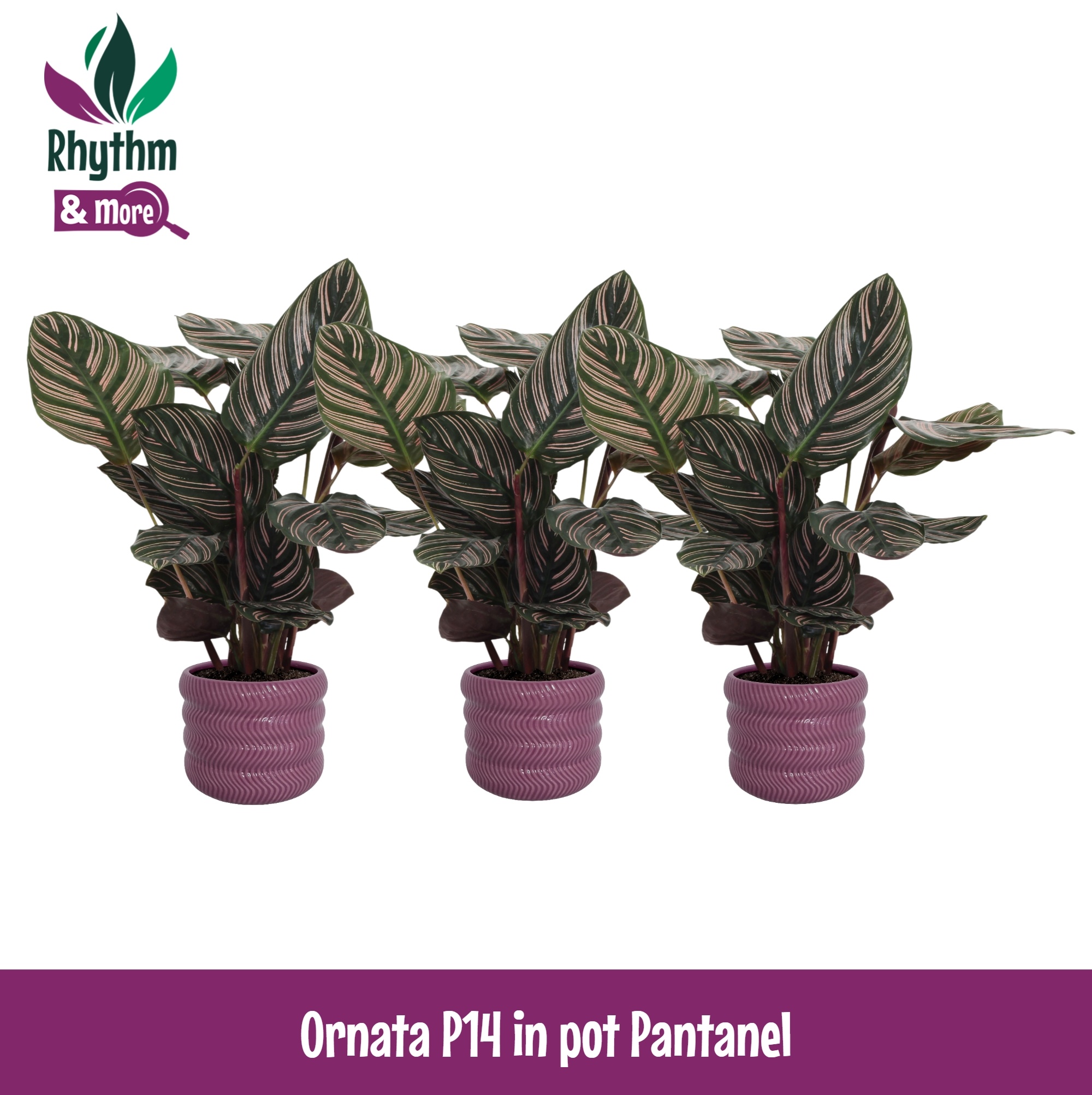 Calathea 14cm Ornata in Pantanel Keramiek - Rhythm & More, D 14