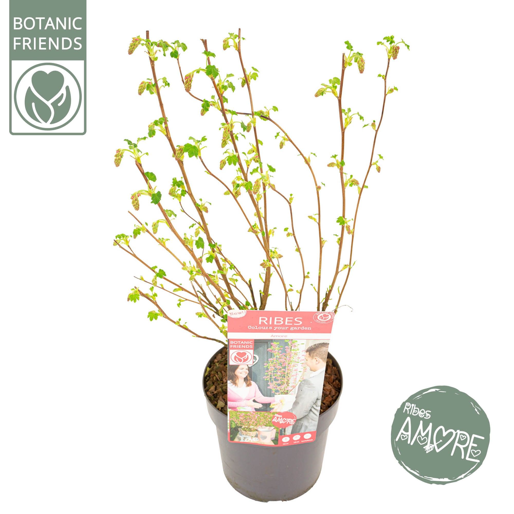 Ribes sang. 'Amore' ®, D 19