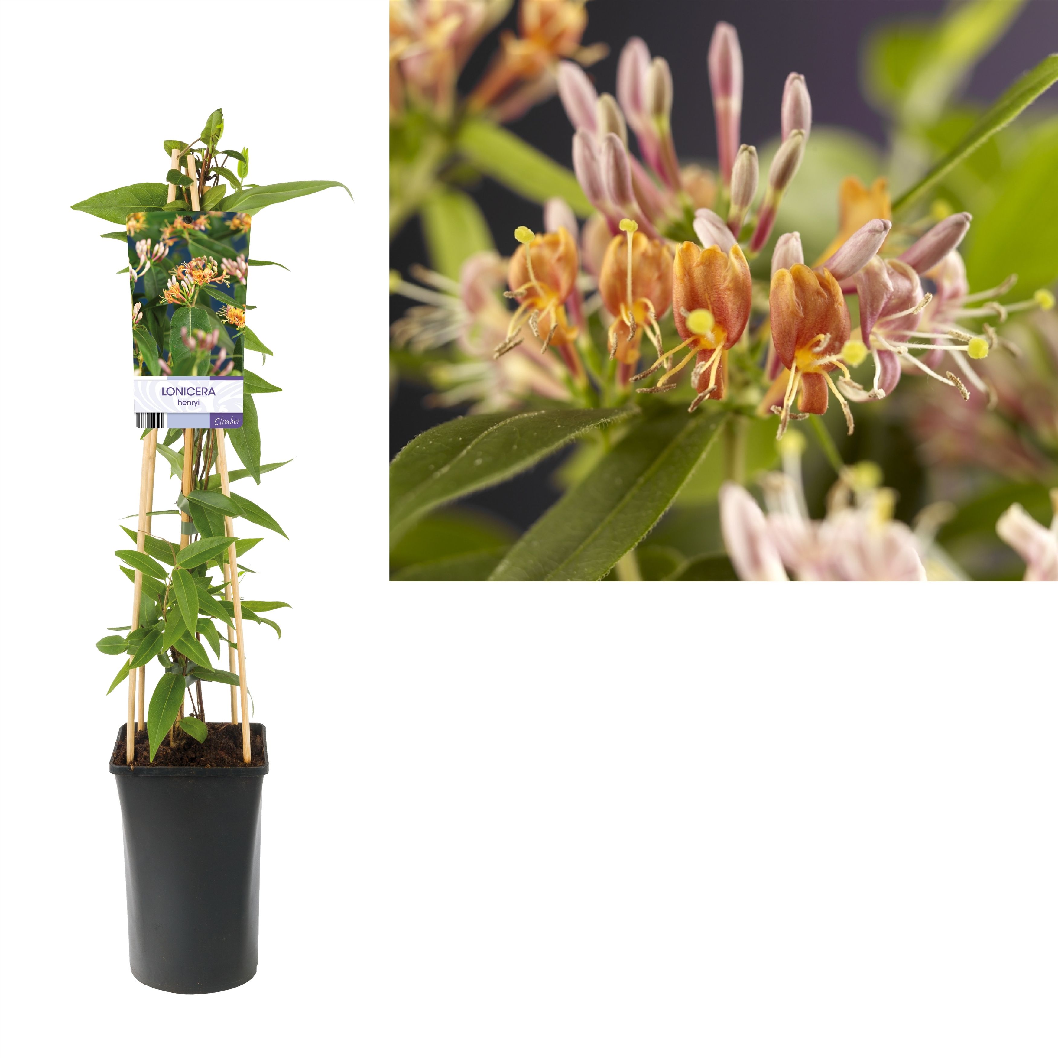 Lonicera henryi +light label, D 17