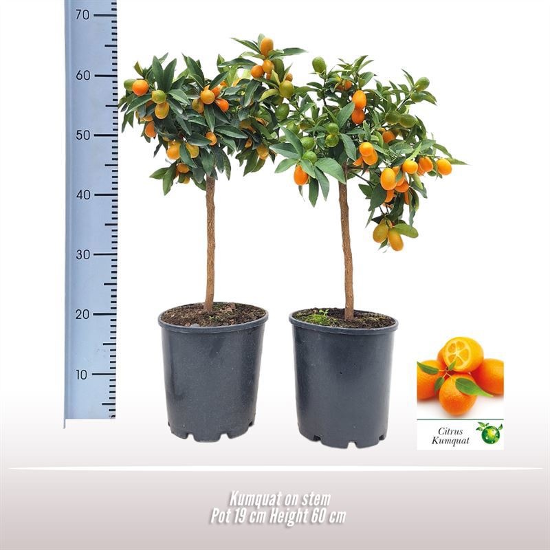 Kumquat op stam, D 19