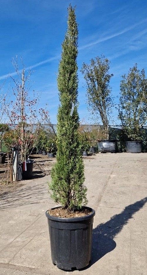 Cupressus semp. 'Pyramidalis' 150-175, D 40