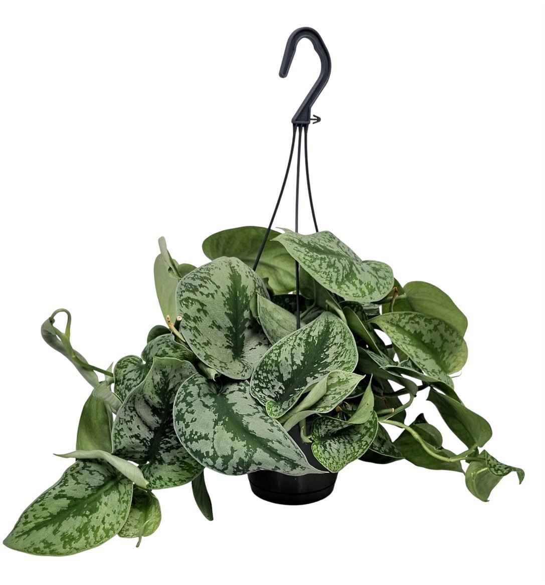 Scindapsus Pictus Trebie Hangpot, D 14