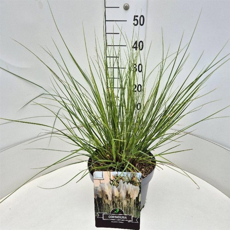 Cortaderia s. 'Pumila', D 29