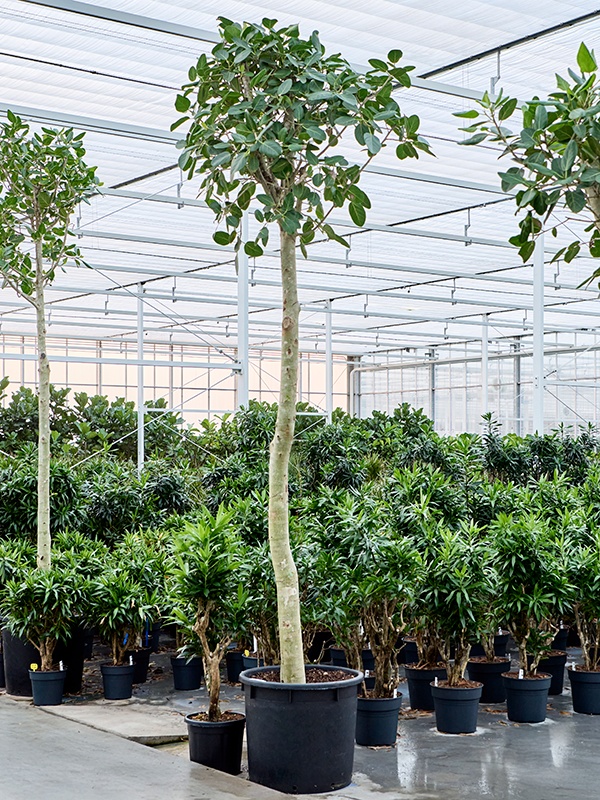 Ficus benghalensis 'Audrey', D 70