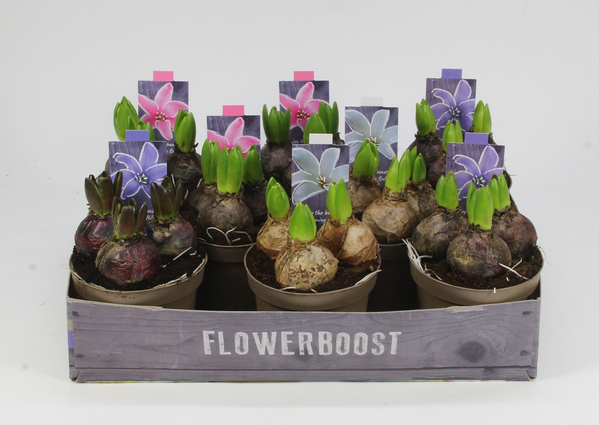 HYACINT MIX 12, D 12