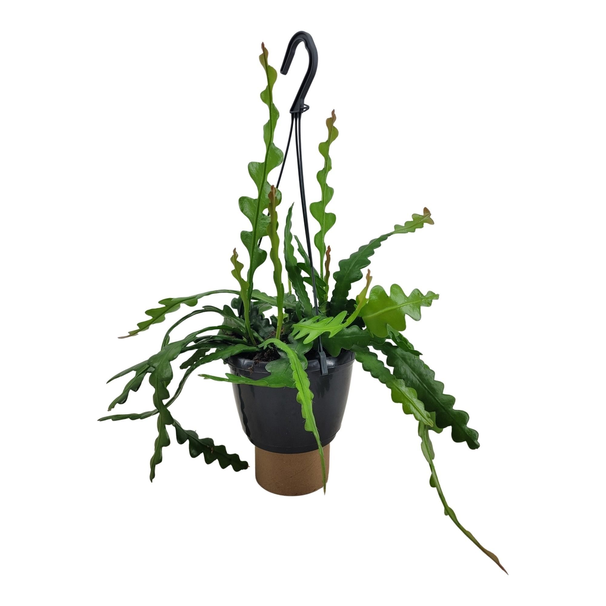 Epiphyllum anguliger, D 14