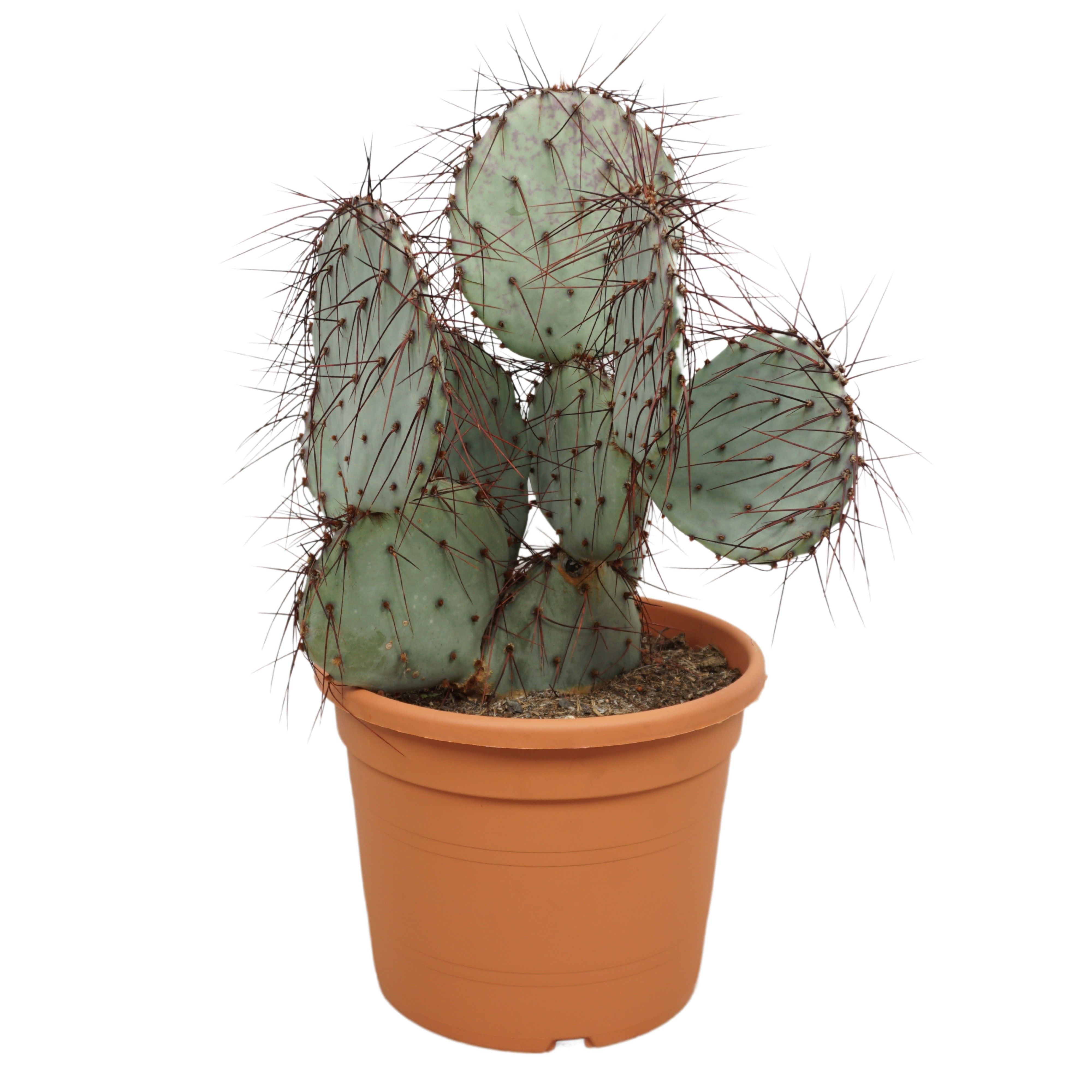 Opuntia violacea 27 cm, D 27