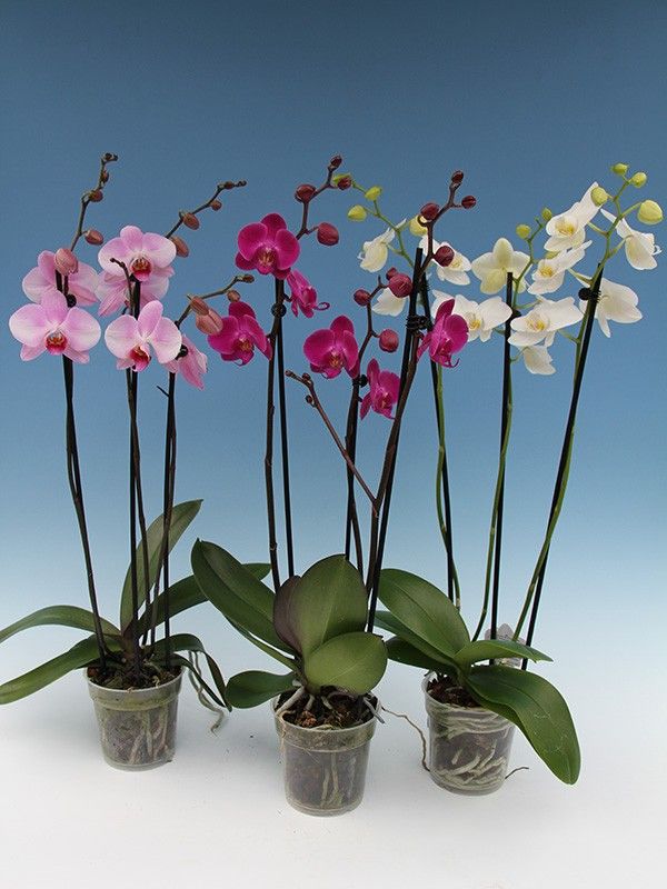 PHALAENOPSIS-HYBRID, D 12 cm