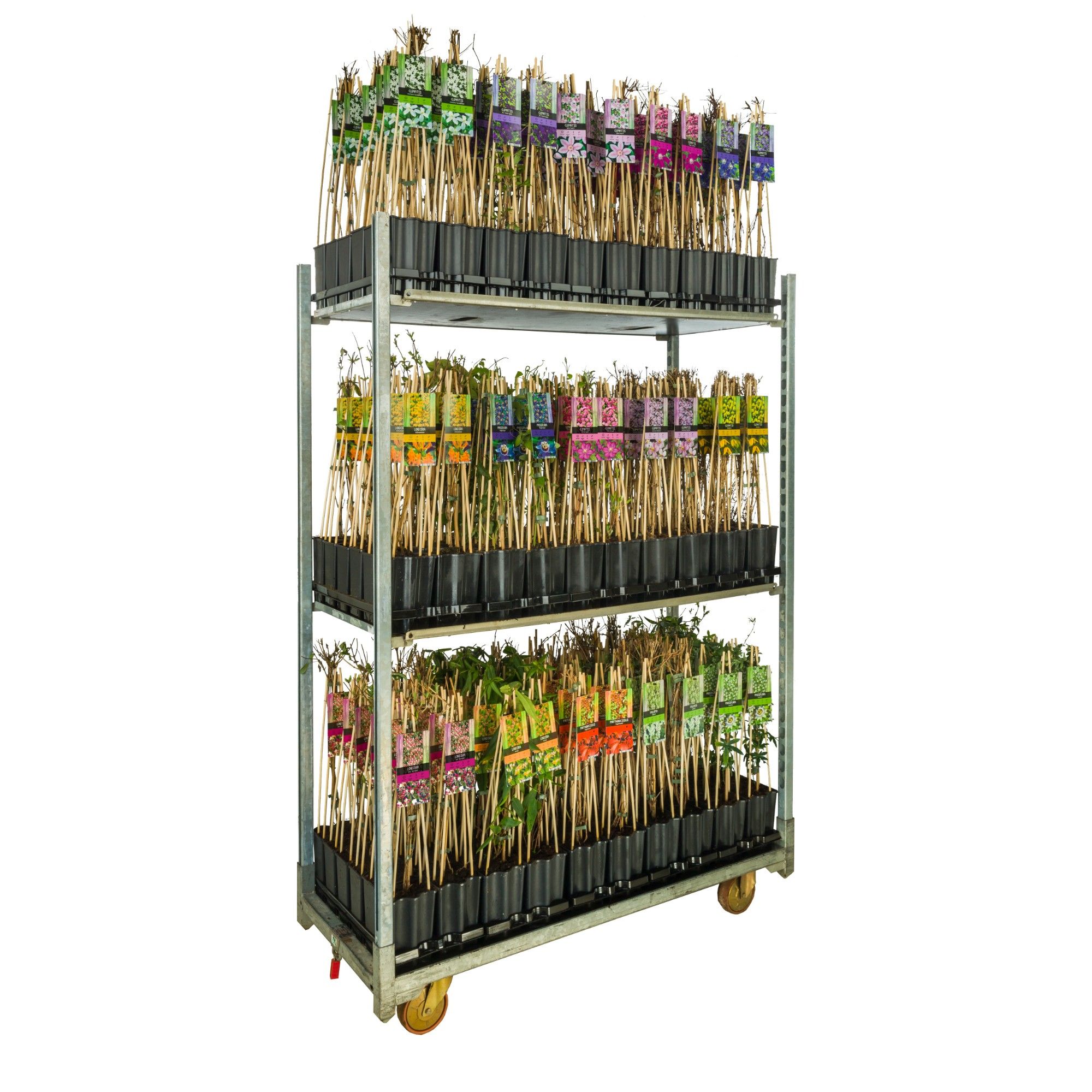 Mix CC Climbers +light label, D 15