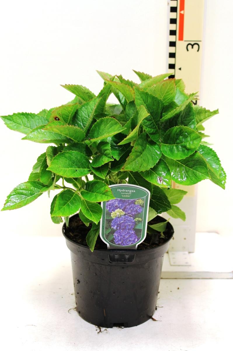 Hydrangea m. 'Blauer Zwerg', blauw, D 19