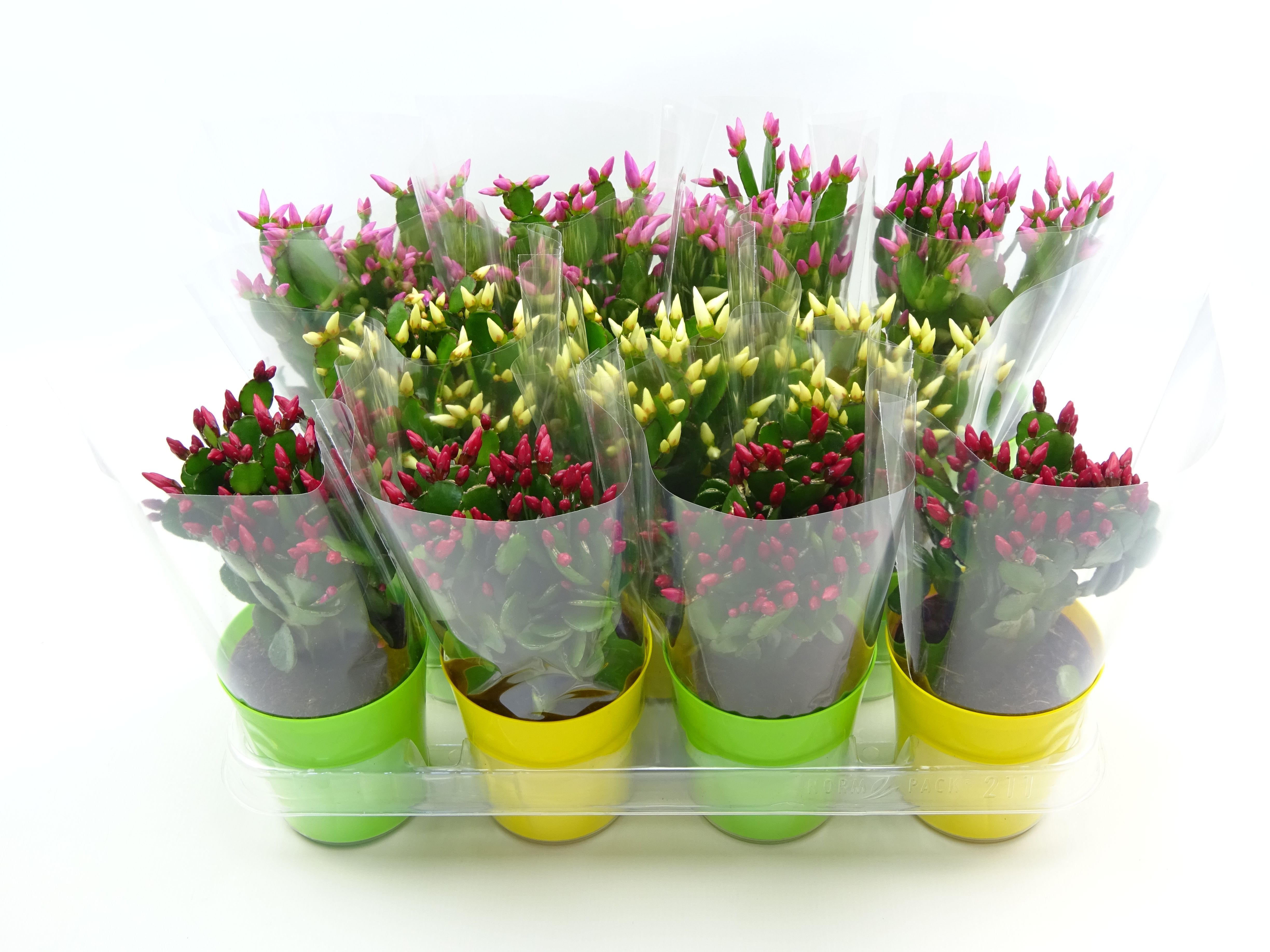 Rhipsalidopsis 9 cm in ton sur ton voorjaar, D 9