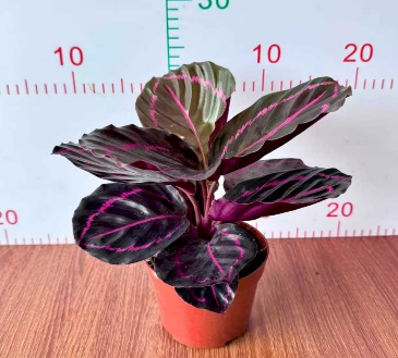 Калатея розеопикта дотти 11 25 (предзаказ)