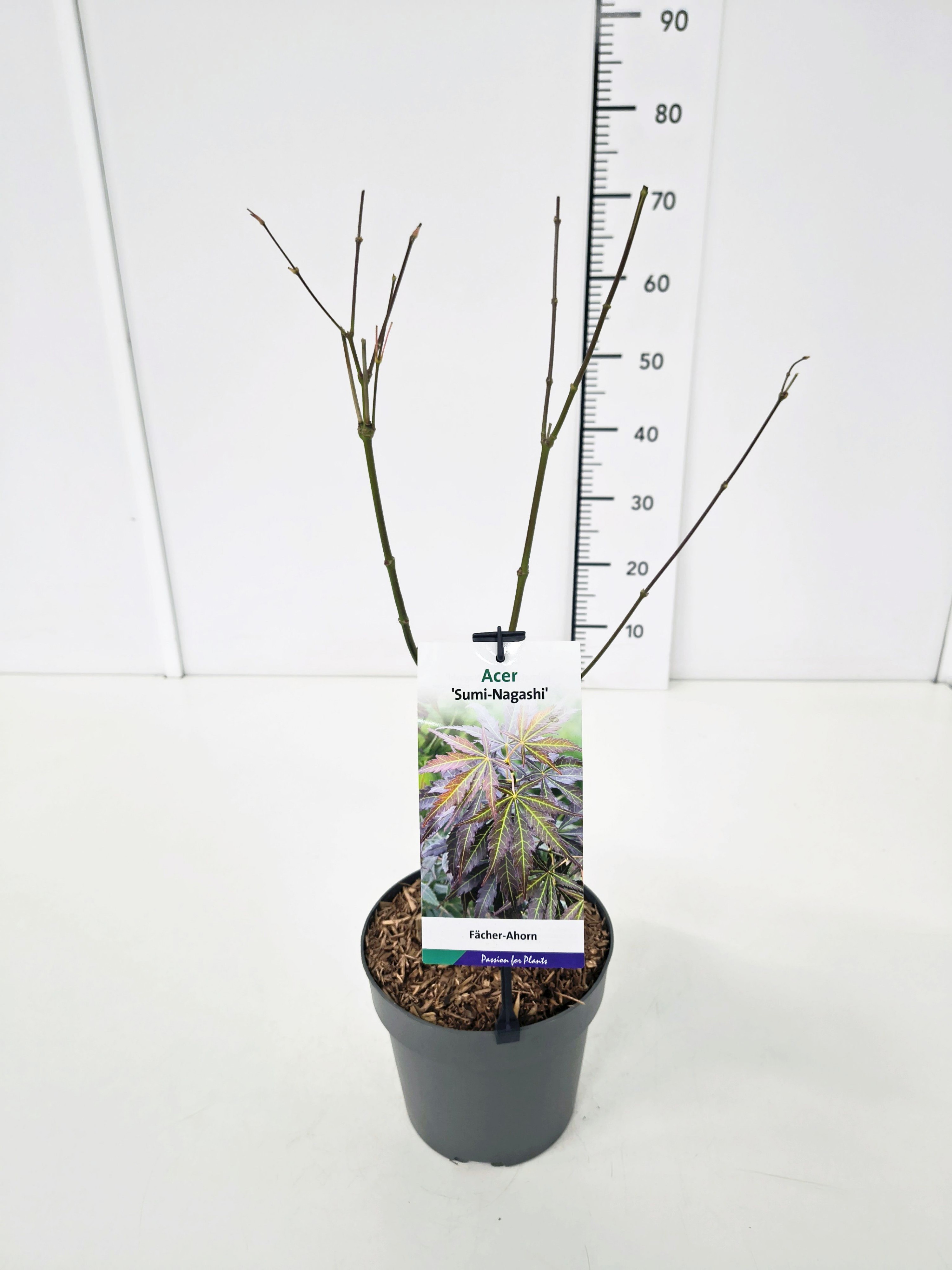 Acer palm. 'Sumi-nagashi' 40-60C3, D 19