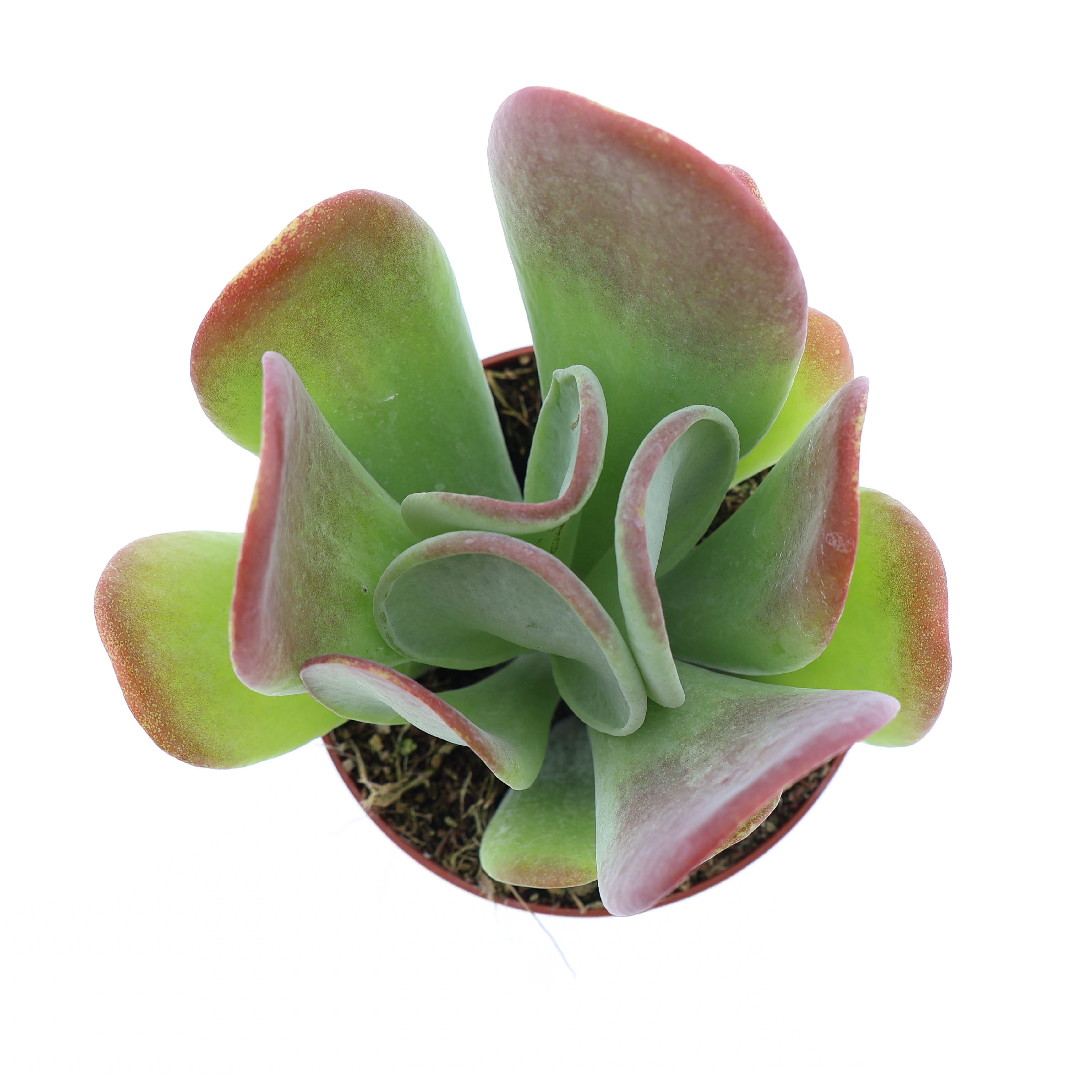 Kalanchoe Oricula, D 8,5