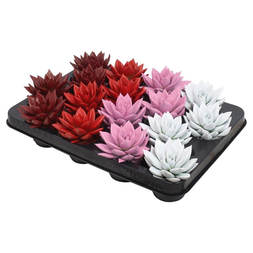 Miranda coloured love mix, D 6