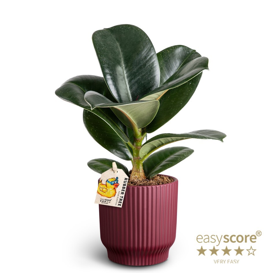 Nordic Aubergine, Ficus elastica ´Sofia´, D 10