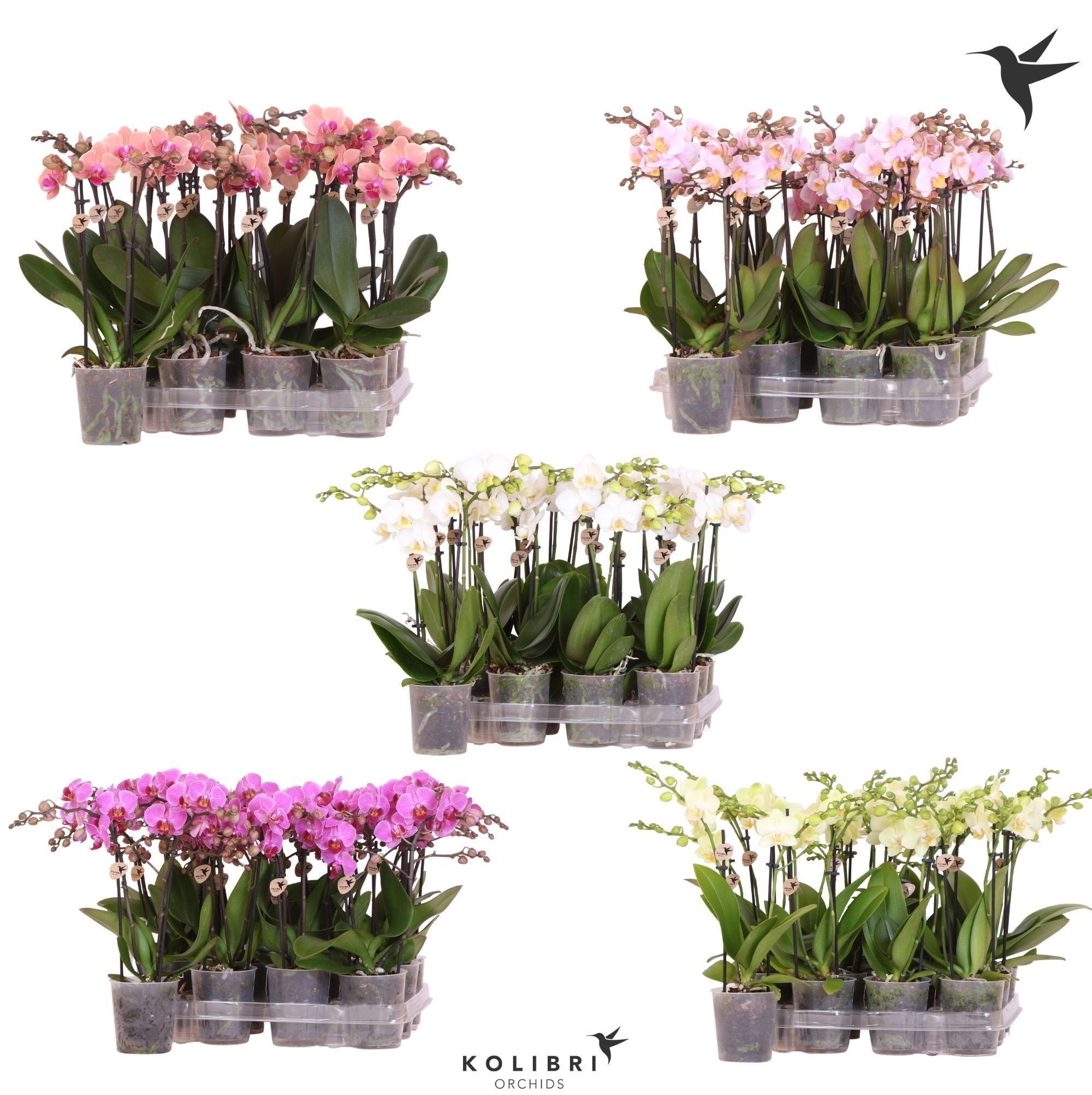 Kolibri Orchids Phalaenopsis Diverse 2 spike no etiket, D 9