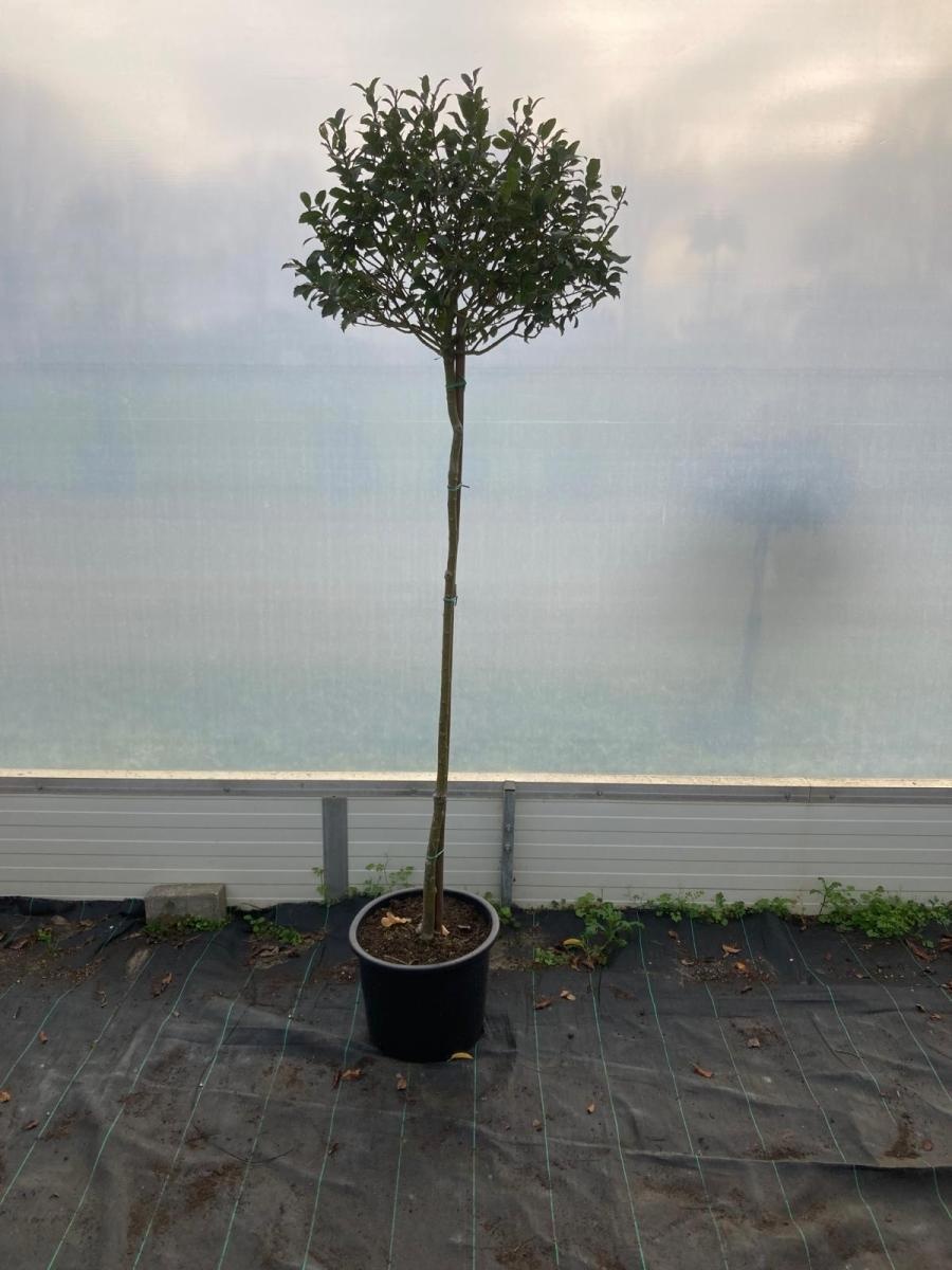 Ilex meserv. Blue Maid, kroon, D 36