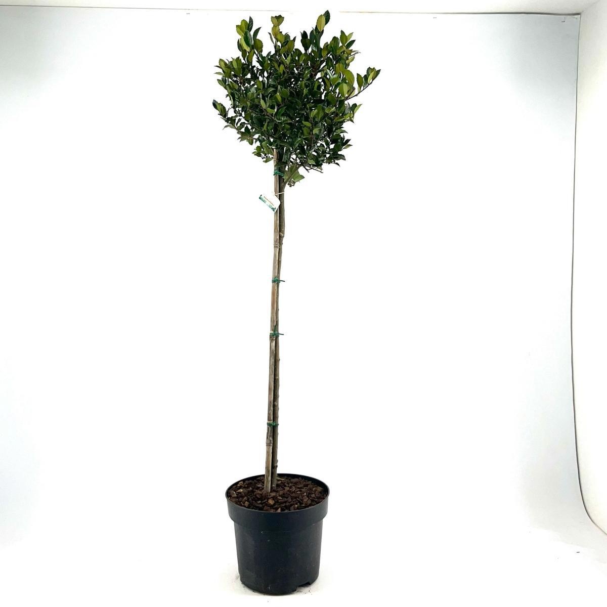 Ilex meserv. Heckenblau, bol, D 28