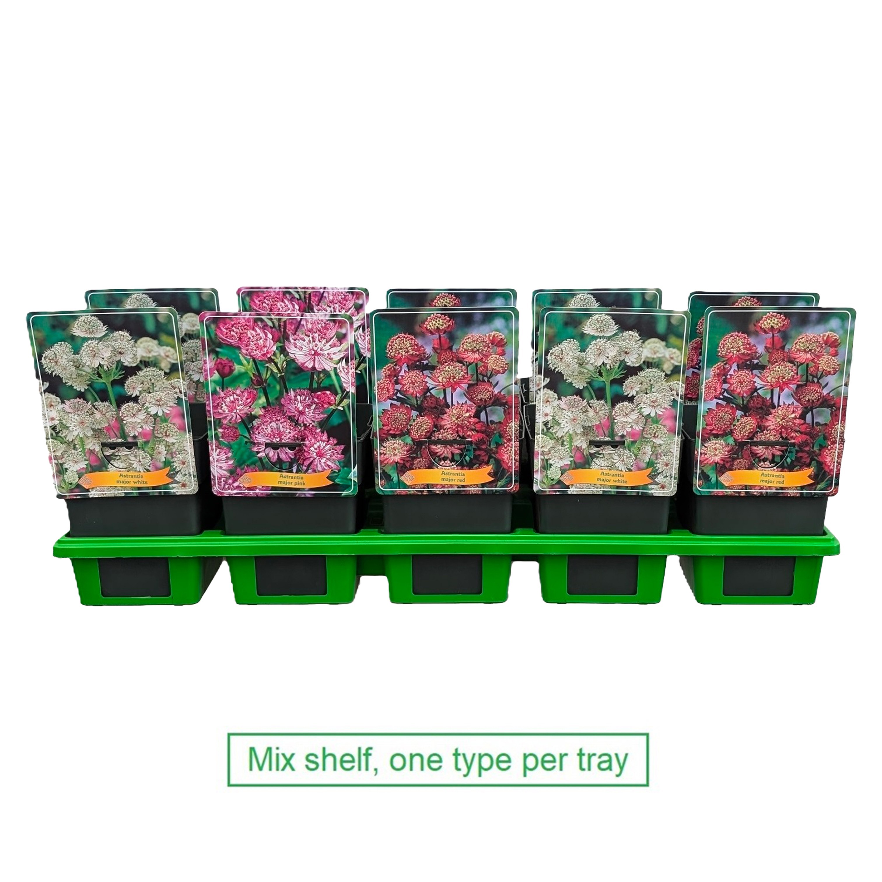 Astrantia mix laag P11, D 11