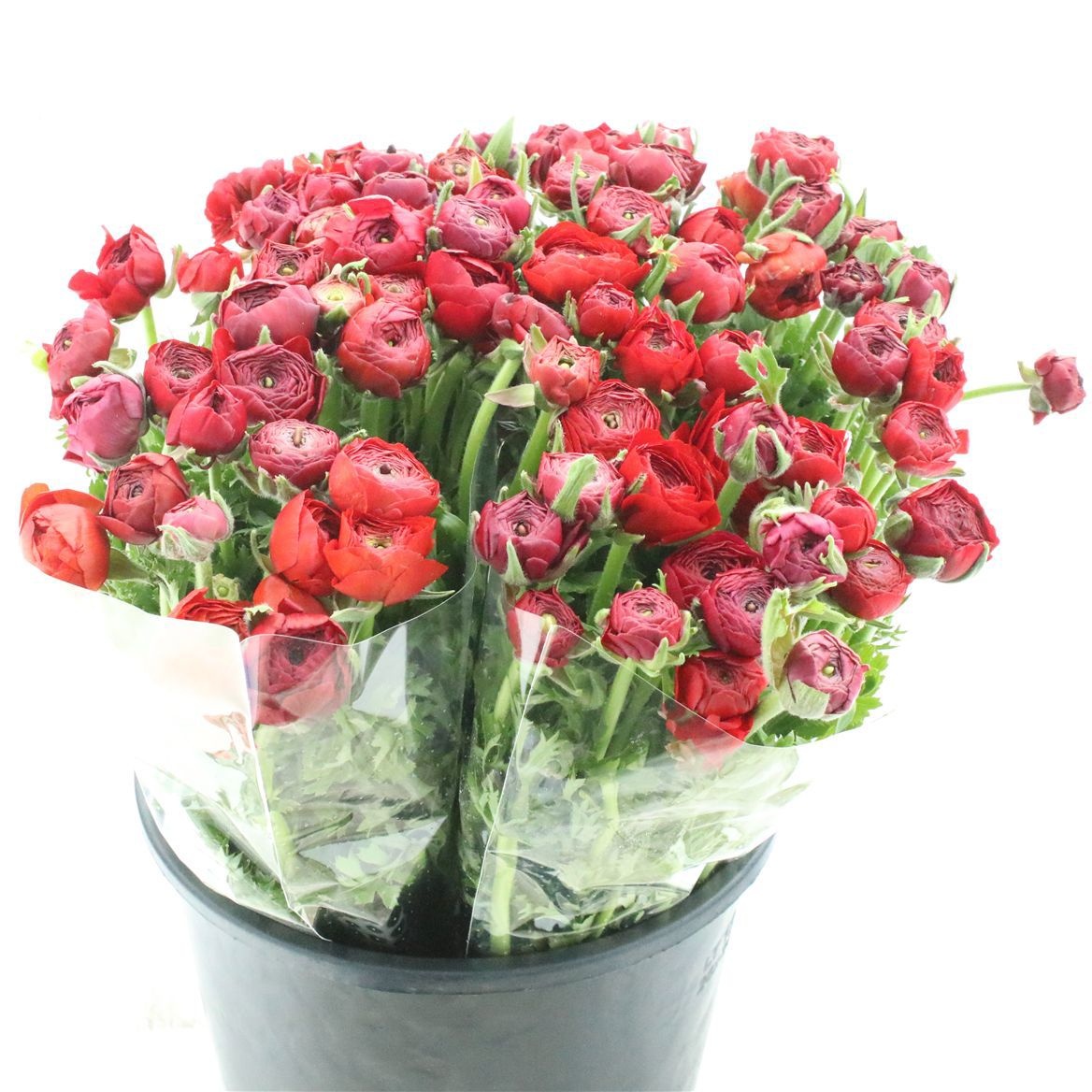 Ранункулус Элеганс Рэд 45, шт.