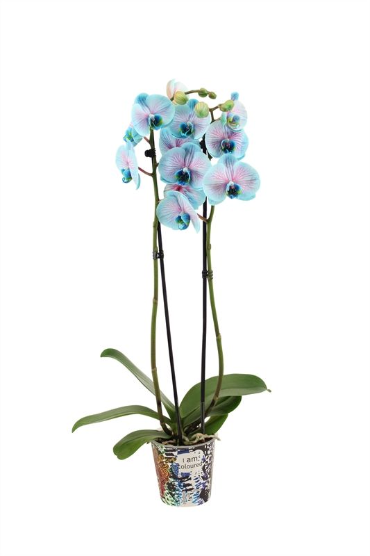 Potcover p12 I am Coloured Phal I am Bubblegum 2T14+, D 12