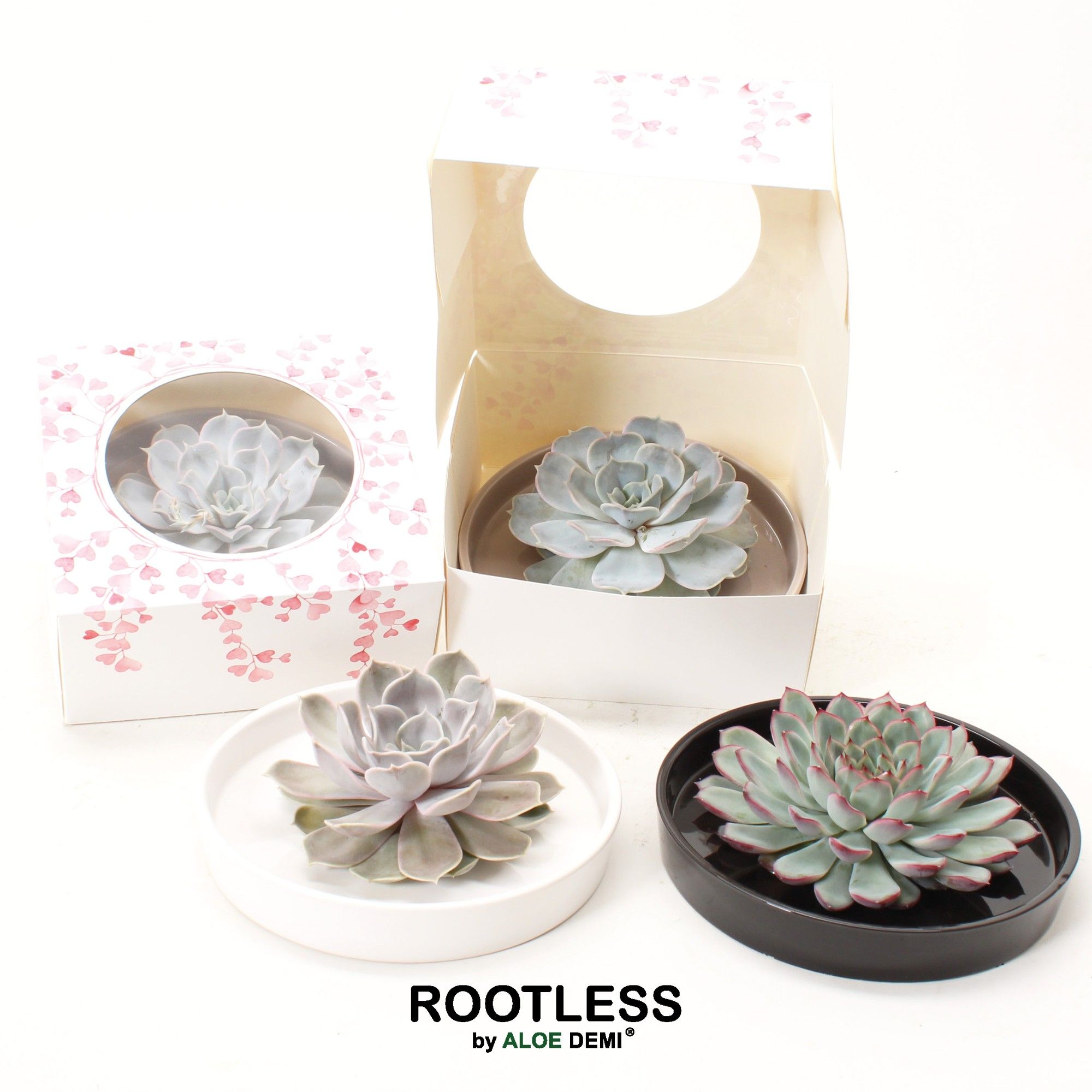 ROOTLESS Echeveria, Panda bowl, hearts box, D 20 cm