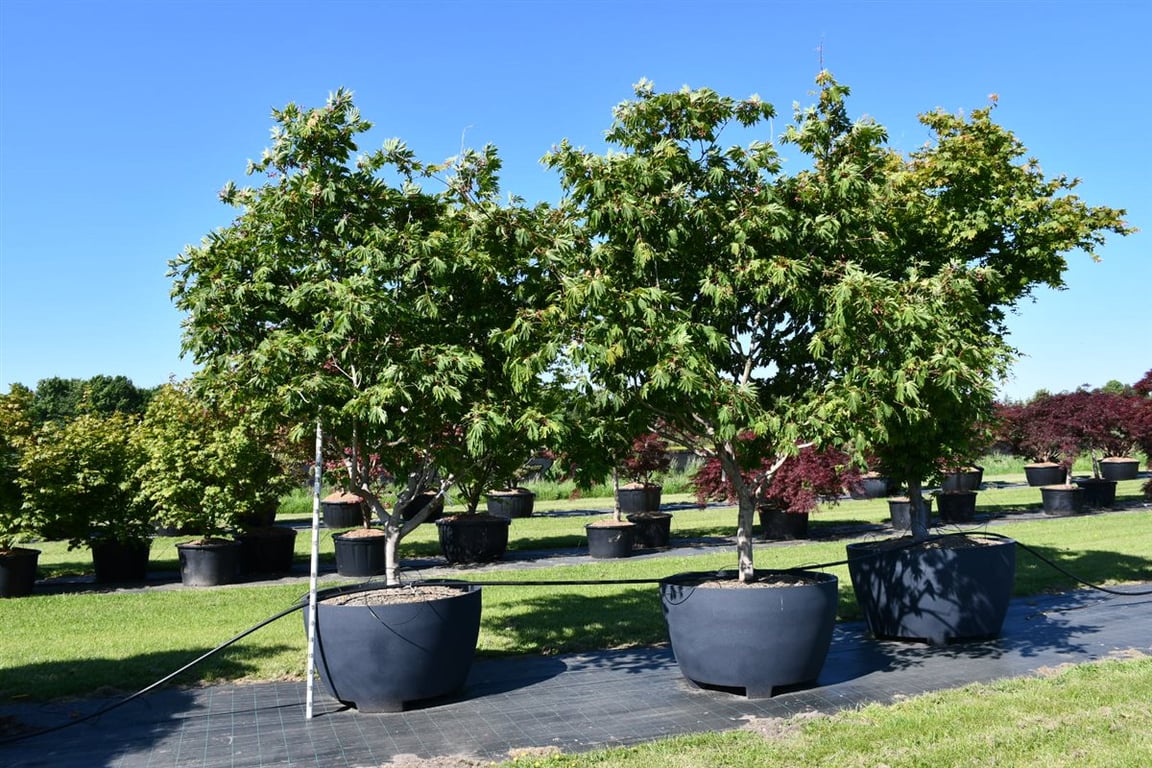 Acer japonicum 'Aconitifolium', D 110