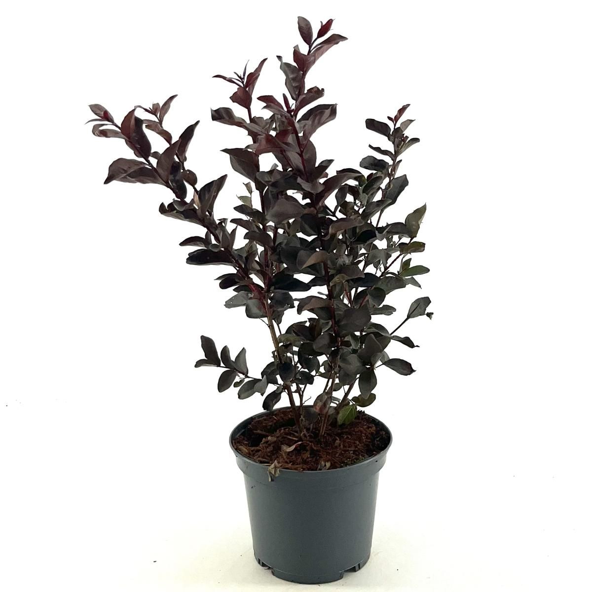 Lagerstroemia i. Lavender Lace, paars, D 17