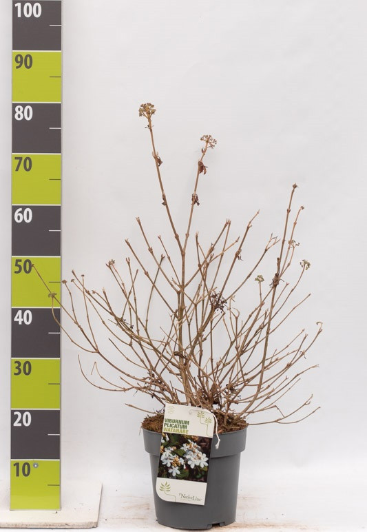 Viburnum plicatum 'Mariesii' C 4,6, D 23