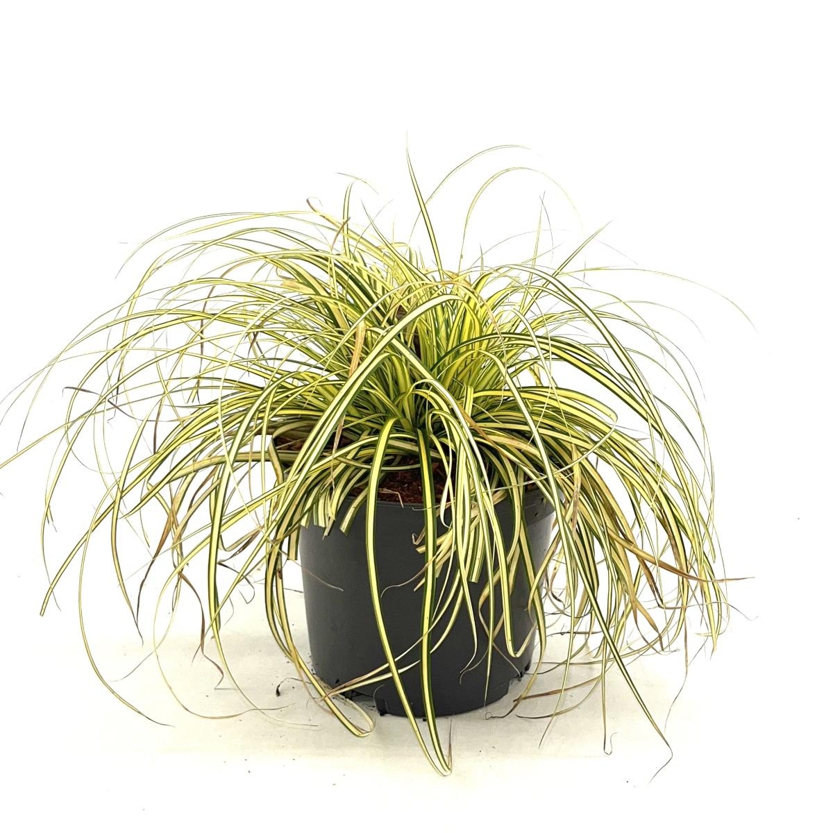 Carex oshim. Evercolor Everoro, D 17