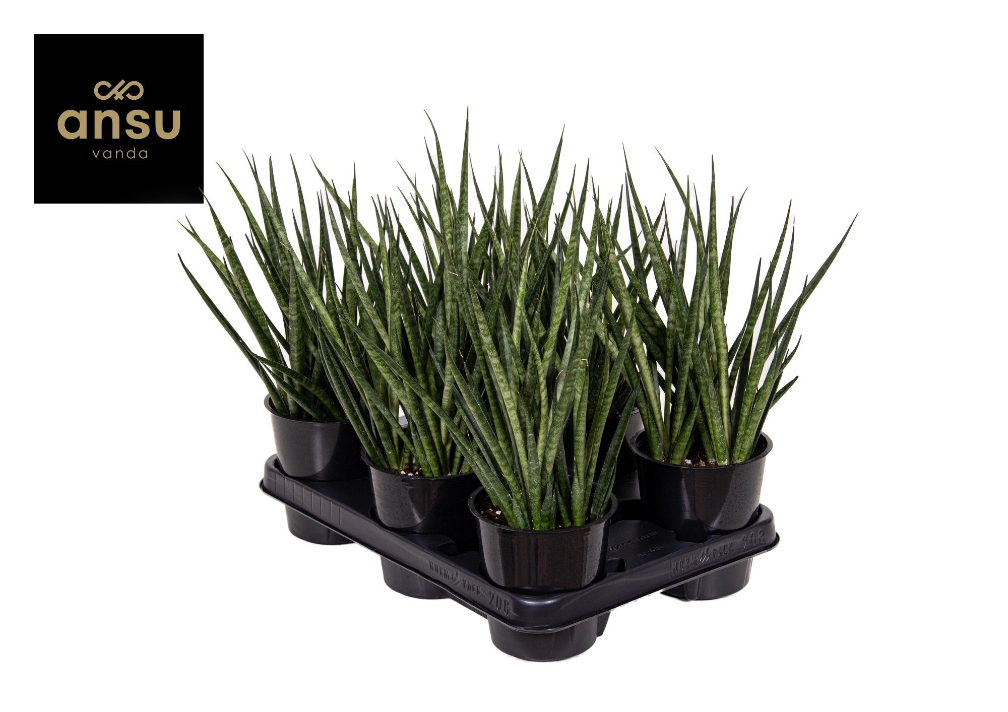 Sansevieria Comet Kichaka, D 12