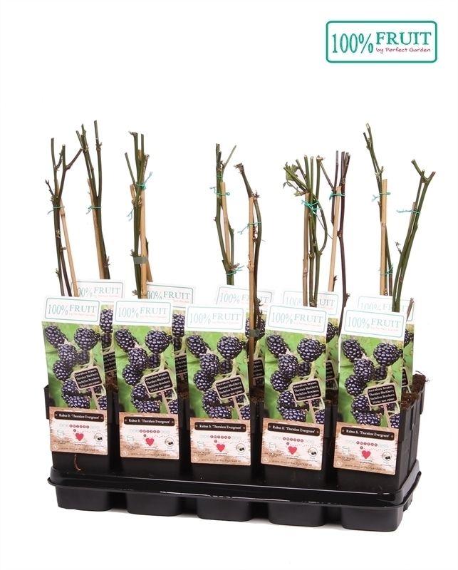 Rubus fruticosus Thornless Evergreen P15, D 15