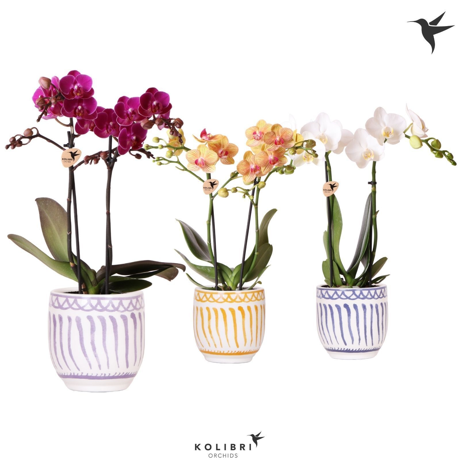 Kolibri Orchids Phalaenopsis mix 2 spike in Granada pot mix, D 9