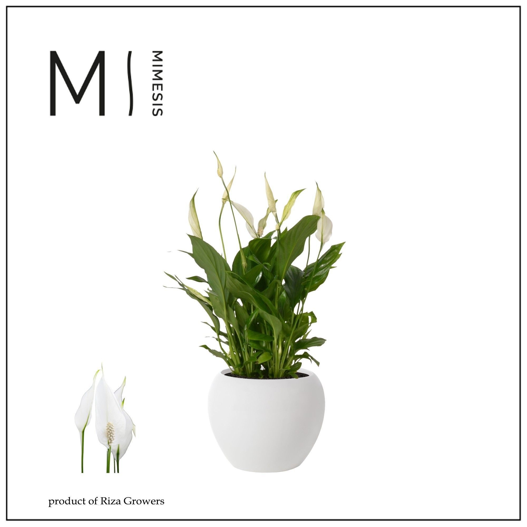 Spathiphyllum Bellini - 13 cm in Bolpot Wit, D 13