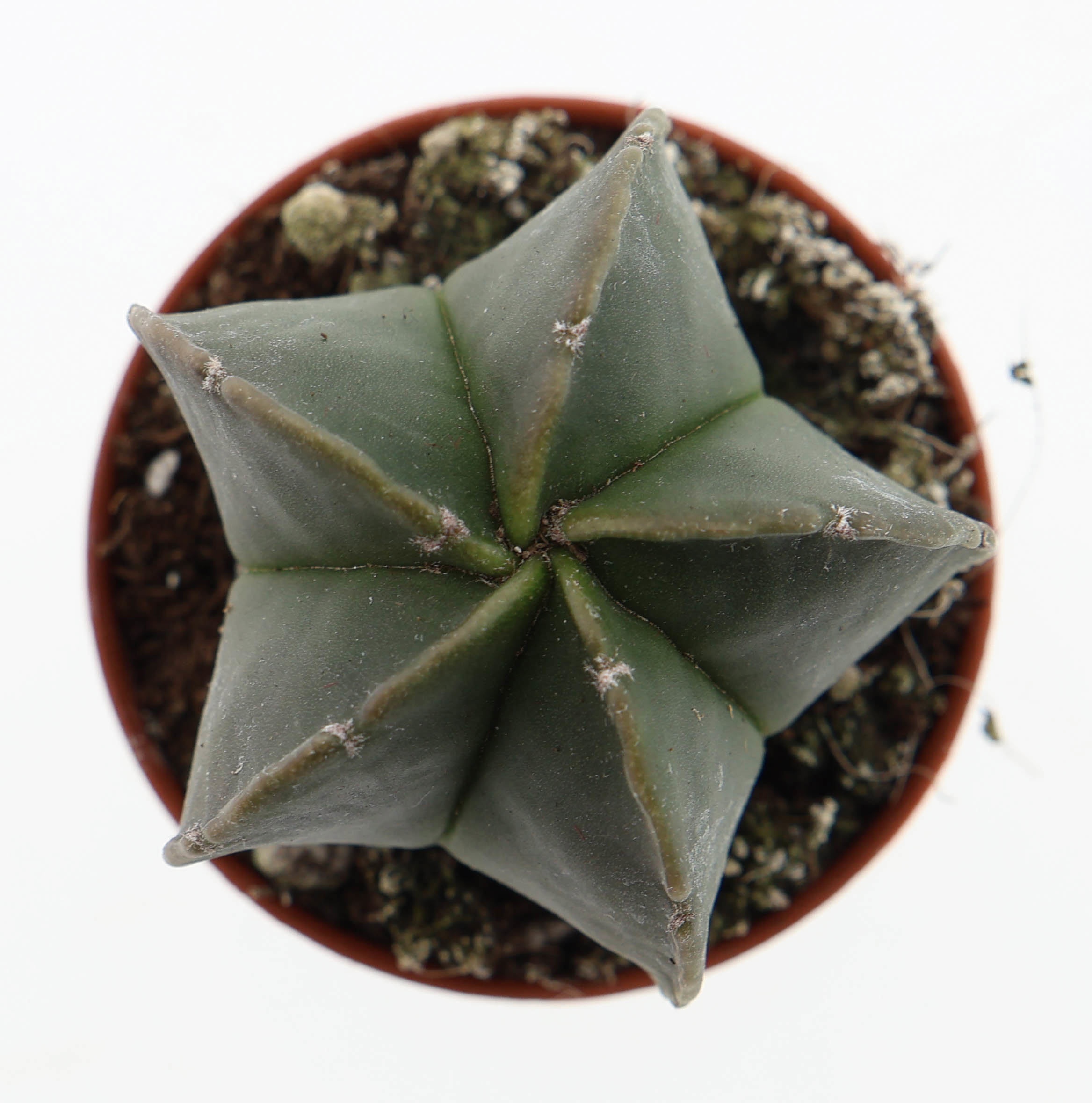 Astrophytum myriostigma nudum, D 5,5
